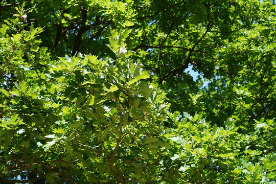 Dichtes gr&uuml;nes Bl&auml;tterdach und Laub einer Traubeneiche (Quercus petraea) im Sommer bei Sonnenschein