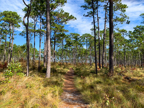 A narrow sandy trail winds through an open longleaf pine forest under blue skies in Croatan National Forest, showcasing the natural beauty of coastal North Carolina.