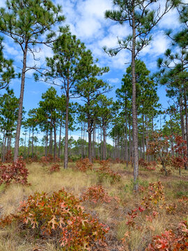 Longleaf pines rise above colorful oak saplings and native grasses in Croatan National Forest, showcasing the diverse coastal forest ecosystem of eastern North Carolina.