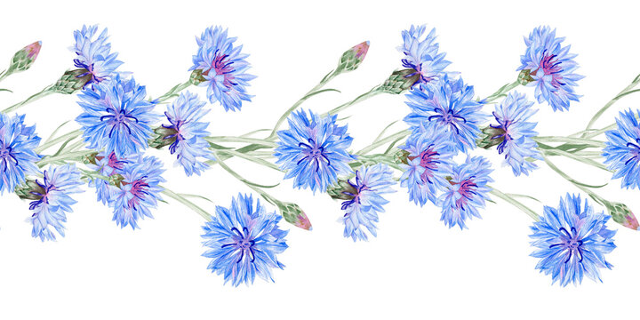 Watercolor seamless border with blue cornflowers and green foliage isolated on white background. Hand drawn floral strip for summer textile print, wedding invitations, and botanical stationery design.