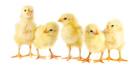 Fototapeta premium Cute fluffy chicks on white background. Baby animals