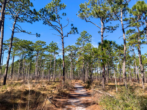 A sandy trail winds through a sunlit longleaf pine forest in Croatan National Forest, showcasing the diverse ecosystems and natural beauty of coastal North Carolina.