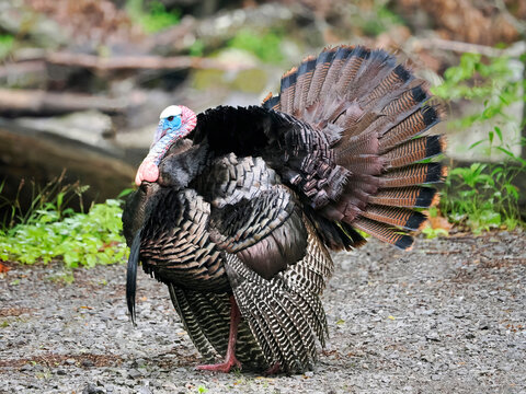 A Close-up Image of a Wild Tom Turkey Strutting his Stuff for his Harem of Female Turkeys