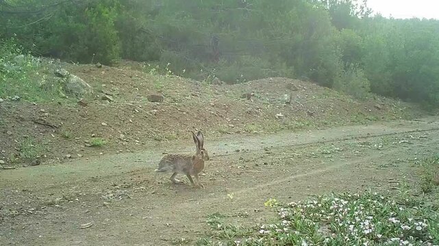 A wild hare jumping high on a dirt road in the forest.