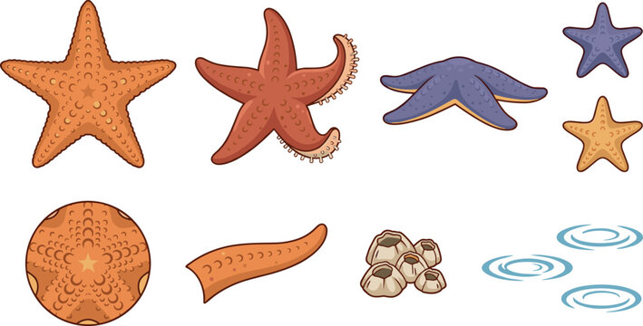 Realistic Starfish and Marine Biology Vector Clipart Set with Sea Stars, Barnacles, Sand Dollar, Regenerating Arm, and Water Ripples for Educational Ocean Designs