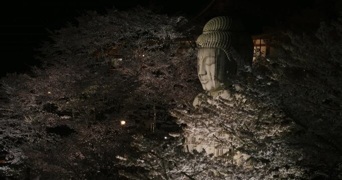 Massive, ancient buddha statue among cherry blossoms at night - tracking shot