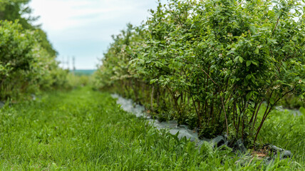Fototapeta premium Rows of lush green blueberry bushes growing in a field under a cloudy sky