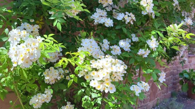 Abundant blooming of white climbing roses on a lush bush against a brick wall