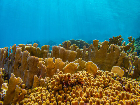Caribbean coral garden, underwater firecoral