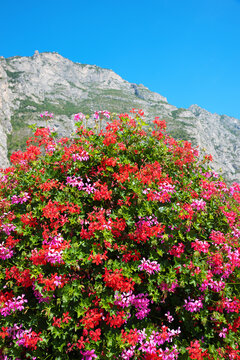 column planted with red and pink geranium flowers. blurry mountains and blue sky