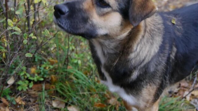 Homeless mongrel dog in the autumn forest.