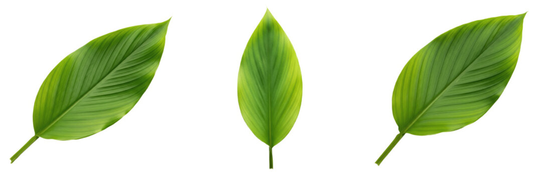 Three fresh green lanceolate leaves isolated on white background, botanical foliage collection, organic plant elements, vibrant natural texture for nature design, commercial photography mockup