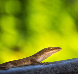 Fototapeta premium Green Anole Lizard Resting on Metal Rail with Green Background