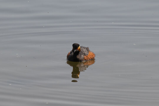 Gr&egrave;be &agrave; cou noir en plumage nuptial flottant sur une eau calme. Son &oelig;il rouge intense et ses plumes dor&eacute;es offrent un portrait saisissant de cet &eacute;l&eacute;gant oiseau aquatique dans son habitat naturel
