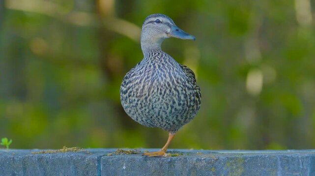 4K 60fps slow motion: Female mallard duck resting on one leg with detailed mottled plumage against a green woodland bokeh