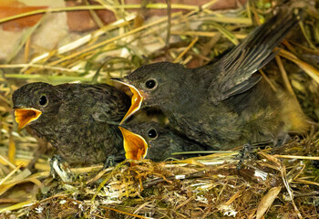 baby birds in nest © Plesca