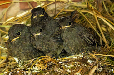 bird in the nest © Plesca