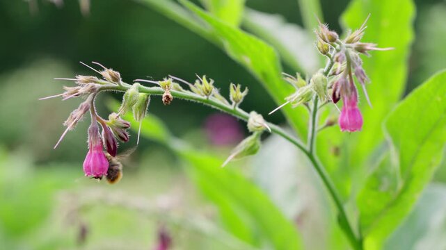 Bumblebee Foraging on Pink Comfrey Blossoms in Slow Motion