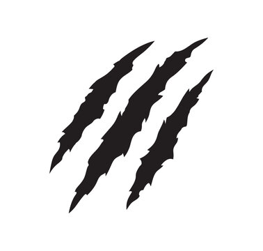 Black tiger shark teeth marks on white surface
