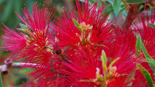 Vivid red bottlebrush flower blooming with spiky petal and green leaf in a sunny garden, vibrant botanical close up, spring bloom, natural beauty, floral scene.