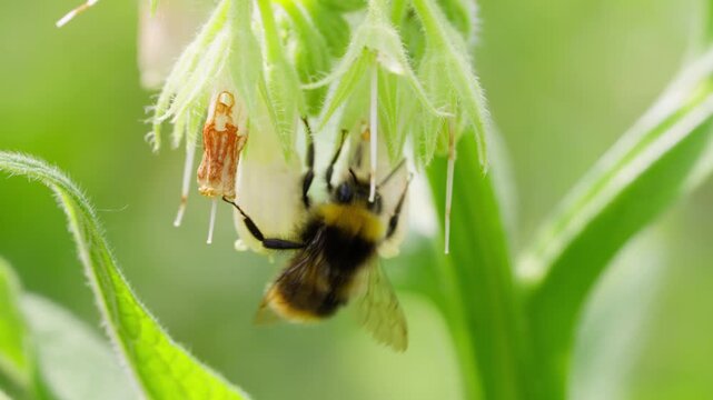 Macro Shot of Bumblebee Entering White Flower in Slow Motion