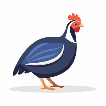 Illustration of a Guinea Fowl