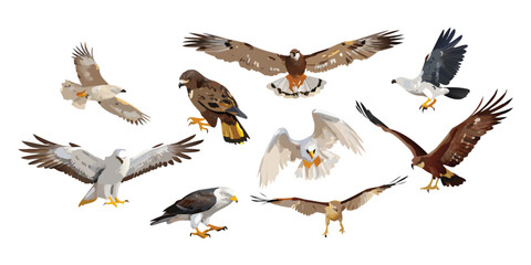 Obraz premium Collection of various birds of prey flying, vector