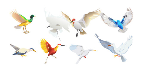 Fototapeta premium Collection of various colorful flying birds illustrations, vector