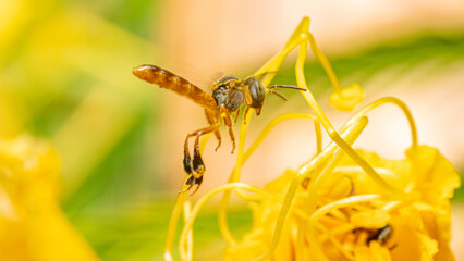 Naklejka premium Small bees from Brazil, tiny bees performing their role as pollinators of flowers in a garden in Brazil, macro photo, selective focus.