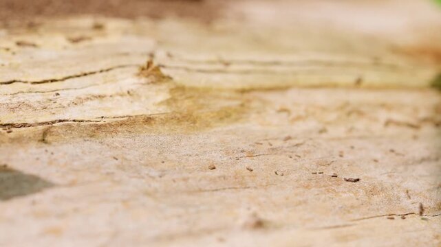 Macro of Common Housefly Flying Away on Sunlit Wood in Slow Motion
