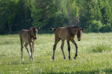 Naklejka premium Two Young Foals Walking Through Flowering Meadow with Forest Background