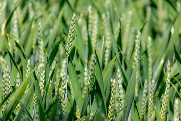 Obraz premium Selective focus of young green rye grain in field, Farmland with barley (gerst) Hordeum vulgare or Wheat, Texture of young ears of green wheat in summer, Agriculture in countryside of the Netherlands
