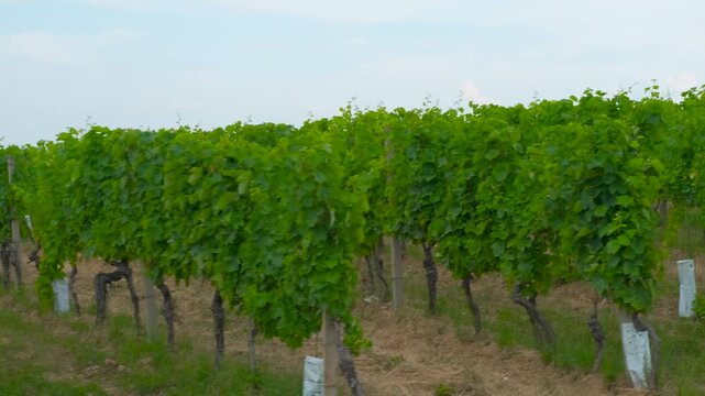 Scenic vineyard rows with lush green grapevines. Lush green grapevine rows in a scenic vineyard during a sunny day, showcasing the beautiful agricultural landscape and the cultivation of grapes
