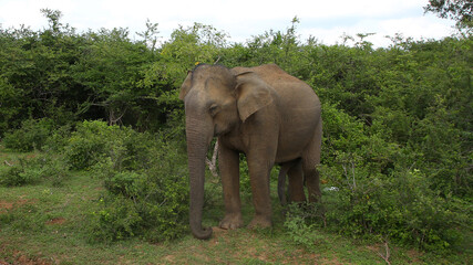 Fototapeta premium Elefante, Parque Nacional de Yala (Sri Lanka)