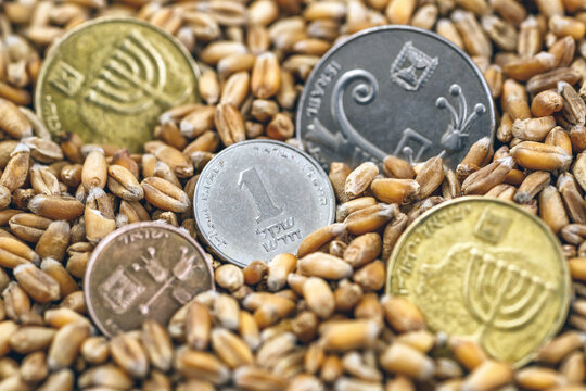 Israeli shekel coins among wheat grains. Export and import of grain between countries.Wheat price, grain reserves around the world. Food crisis.