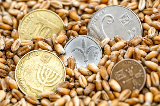 Israeli shekel coins among wheat grains. Export and import of grain between countries.Wheat price, grain reserves around the world. Food crisis.