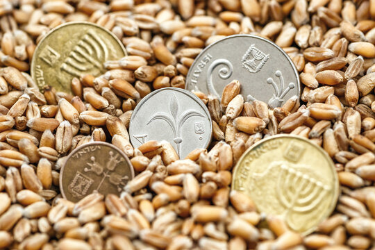 Israeli shekel coins among wheat grains. Export and import of grain between countries.Wheat price, grain reserves around the world. Food crisis.
