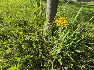 Beautiful yellow yarrow (Achillea filipendulina) flower head blooming in a green meadow. Vibrant golden fernleaf yarrow blossom asset for herbal medicine, wild flora, and botanical backgrounds. © Bediha Duru Öksüz