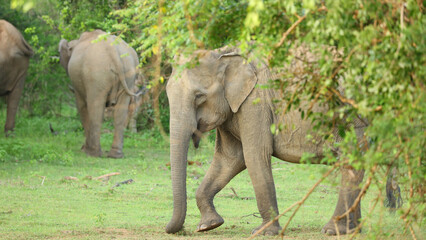 Fototapeta premium Elefante, Parque Nacional de Yala (Sri Lanka)