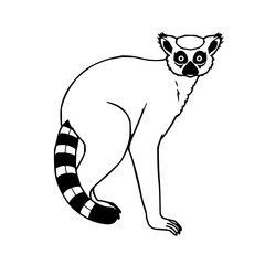 Fototapeta premium Lemur set with flat 2D vector illustration featuring bold black outlines, white background, wildlife theme with lemur and long ringed tail and graphic design