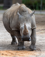 rhino looking like he wants to charge while at the zoo © Manuel