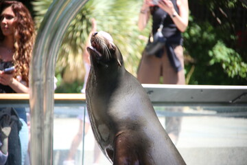 Fototapeta premium sea lion in the zoo