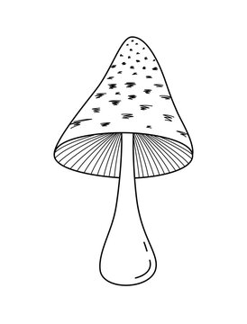 Hand drawn shaggy mane coprinus mushroom isolated on white background. Linear sketch of forest wild mushroom with scaly cap and gills in outline style for autumn design, culinary menu