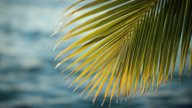 Tropical palm leaf over ocean bokeh sunlight, sunlit green frond and warm tropical glow