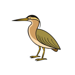 Fototapeta premium Illustration of a Little Bittern bird with yellow beak and legs standing upright