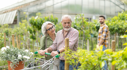 Senior of buyer inspects tree seedlings in nursery store in detail. Preparation for spring...