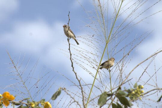 Fotografia de vida selvagem mostrando um p&aacute;ssaro coleirinho f&ecirc;mea em seu habitat natural, equilibrado em hastes de gram&iacute;neas secas contra um fundo de c&eacute;u levemente nublado. Imagem ideal ornitologia