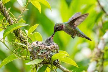 Obraz premium Vibrant hummingbird feeding nectar to its tiny chick in a delicate nest