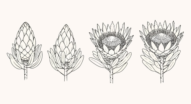 Four stages of a protea flower blooming, illustrated in black and white line art