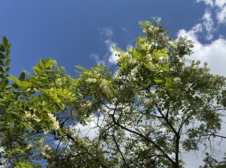 Fototapeta premium White flowers of a black locust tree (Robinia pseudoacacia) blooming against a bright blue sky with clouds. Beautiful false acacia blossom and green foliage asset for seasonal nature backgrounds.